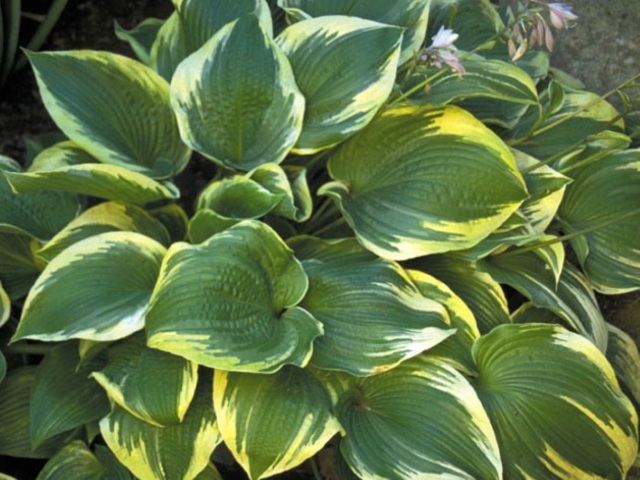 'Memories of Dorothy' Hosta Courtesy of Shady Oaks Nursery