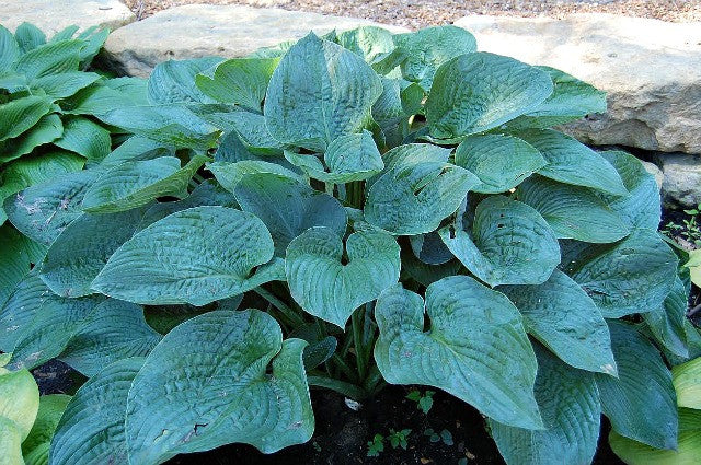 'Memphis Blue' Hosta Courtesy of Olga Petryszyn