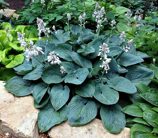'Memphis Blue' Hosta Courtesy of Olga Petryszyn