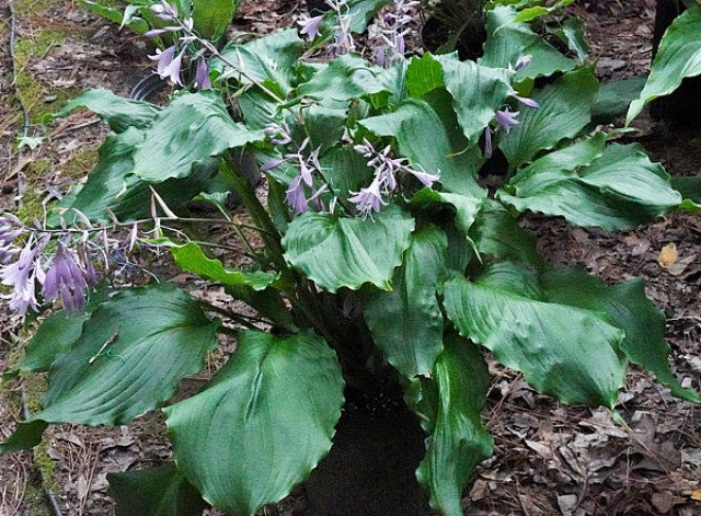 Hosta 'Mercy Me' Courtesy of Harold McDonell and the Hosta Library