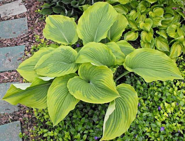 Hosta 'Michigander' Courtesy of Green Hill Farm
