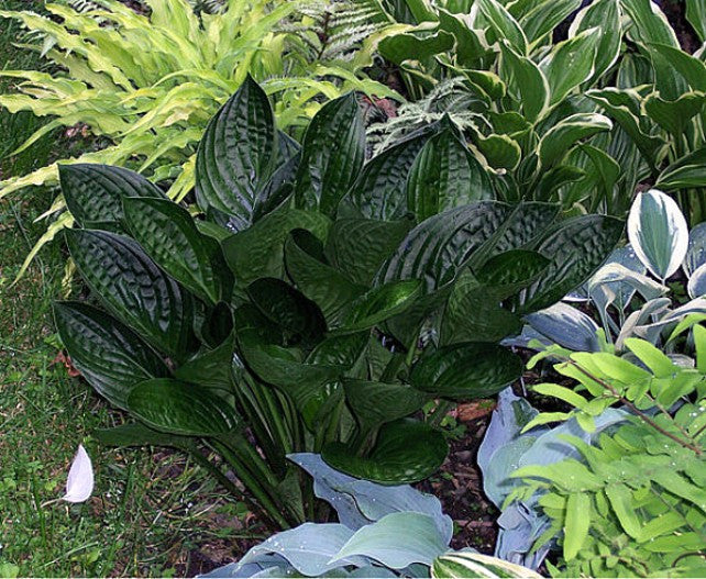 'Midnight Oil' Hosta Courtesy of Carol Brashear