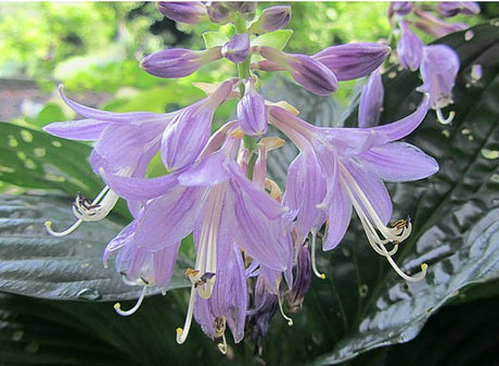 'Midnight Oil' Hosta Courtesy of Carol Brashear