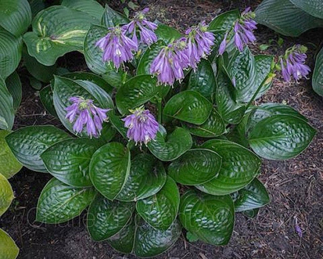 Hosta 'Midnight Oil' Courtesy of the Hosta Library