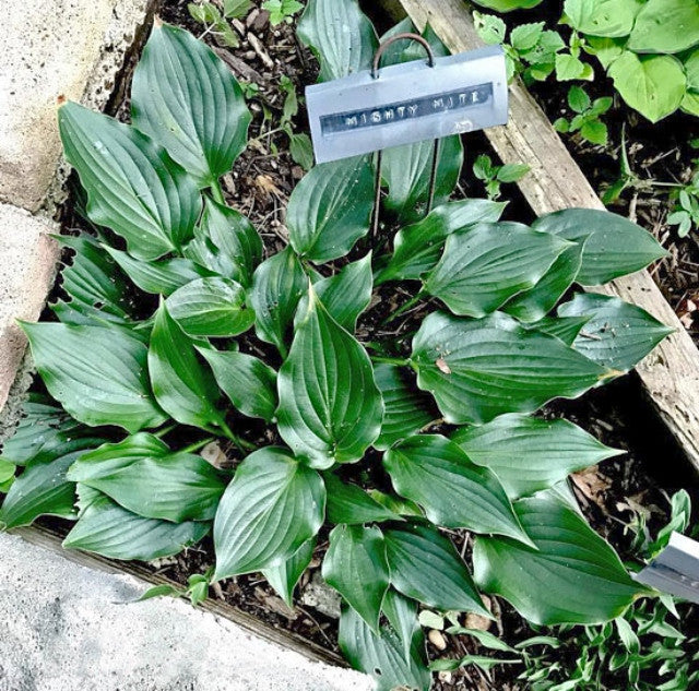 Hosta 'Mighty Mite Courtesy of Gail Russo and the Hosta Library