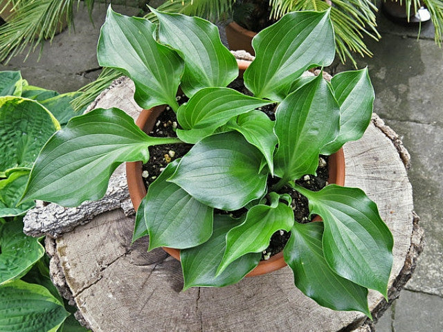 Hosta 'Mighty Mite Courtesy of Vladimir Mirka and the Hosta Library