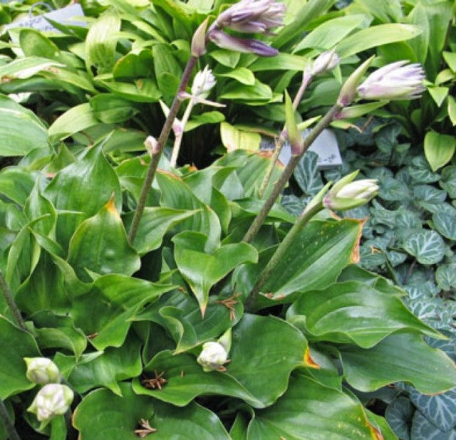 Hosta 'Mighty Mite Courtesy of Don Dean