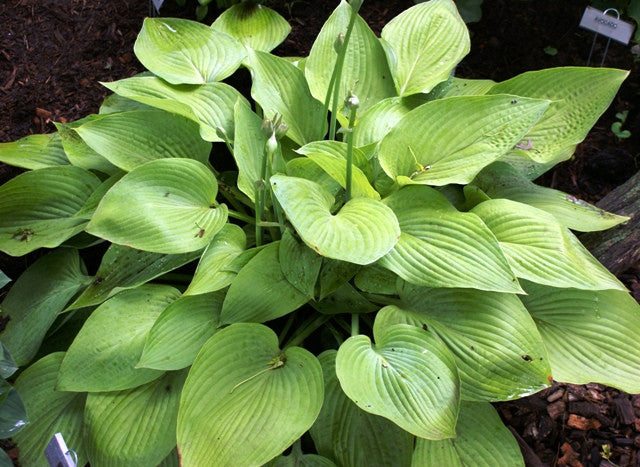 'Miki' Hosta From NH Hostas