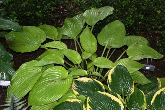 'Miki' Hosta From NH Hostas