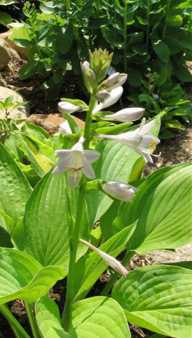 'Miki' Hosta Courtesy of Kathie Sisson