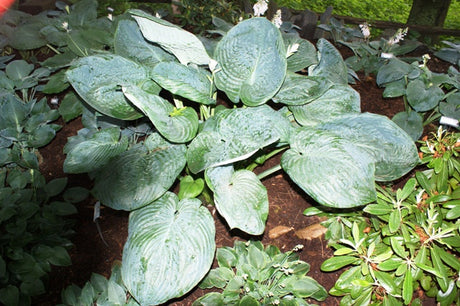 'Millennium' Hosta From NH Hostas