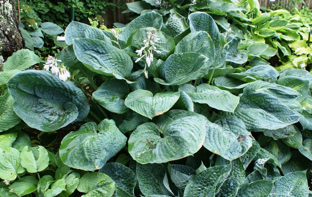 'Millennium' Hosta From NH Hostas