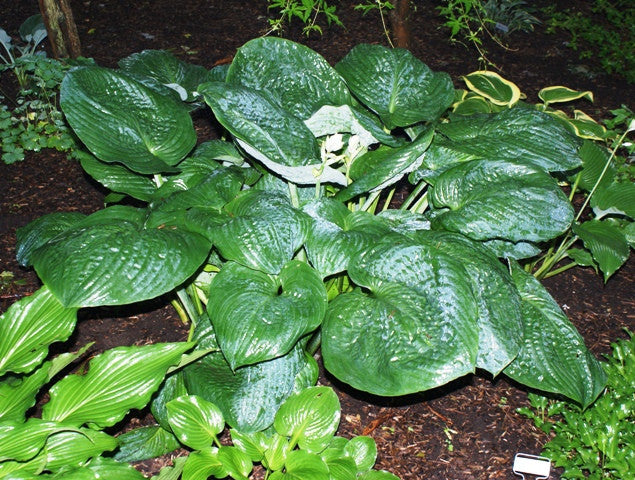 'Millennium' Hosta From NH Hostas