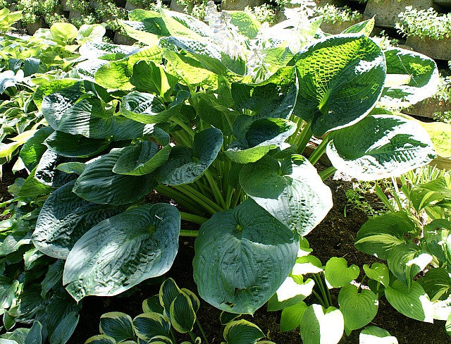 'Millennium' Hosta From NH Hostas