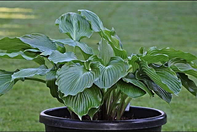 Hosta 'Mill's Repechage' Courtesy of Danny Van Eechaute and the Hosta Library