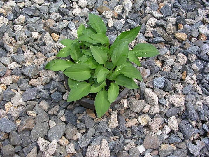 Hosta minor 'Korean'