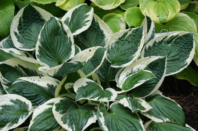 'Minuteman' Hosta