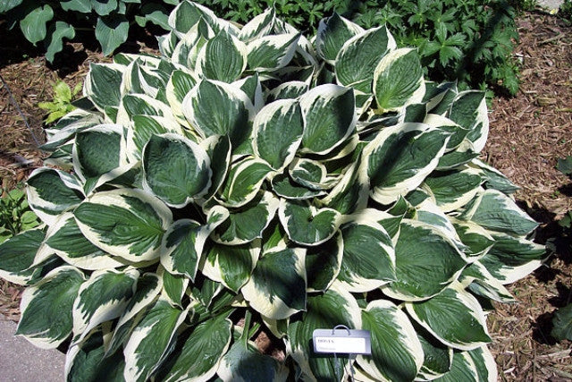 Hosta 'Minuteman' Courtesy of the Hosta Library