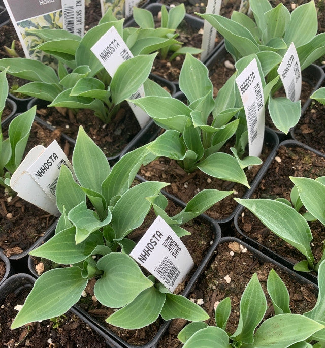 'Minutini' Hosta From NH Hostas