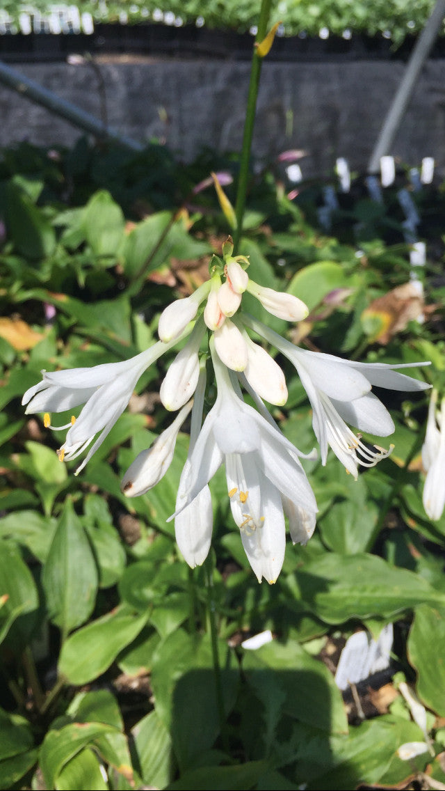 'Mirage' Hosta Flower From NH Hostas