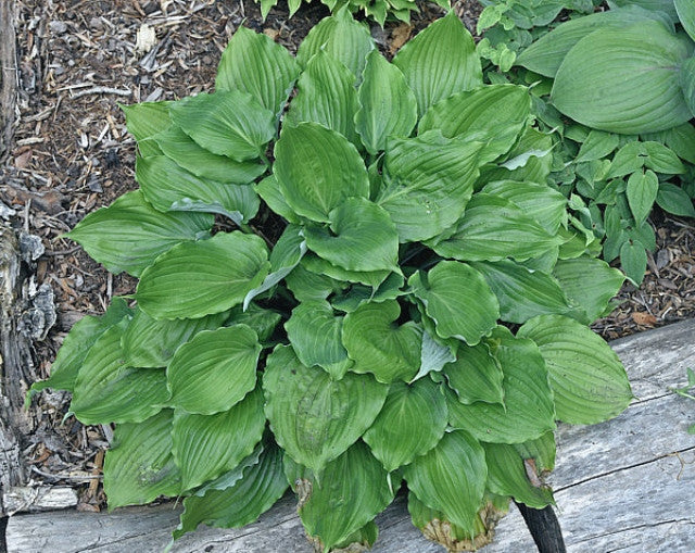 Hosta 'Mirror Lake' Courtesy of The Hosta Library