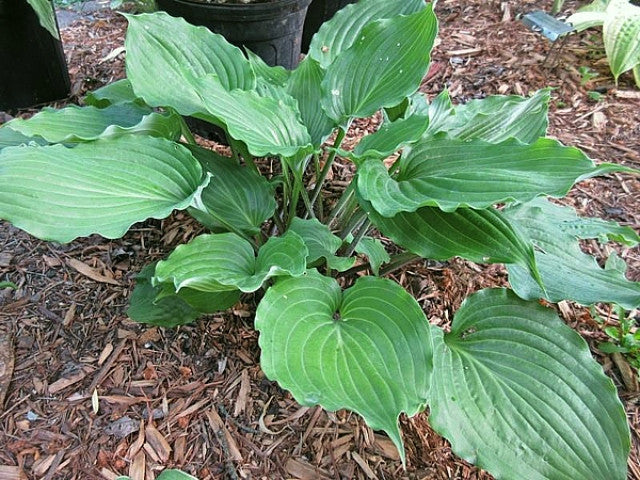 Hosta 'Mirror Lake' Courtesy of Jeff Moore and The Hosta Library