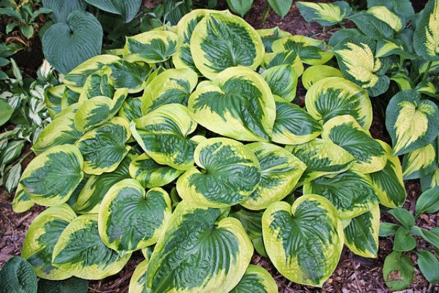 Hosta 'Miss Mykah' Courtesy of Bob Balitewicz and the Hosta Library