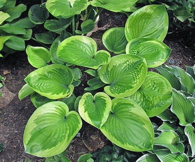 Hosta 'Miss Mykah' Courtesy of Carol Brashear