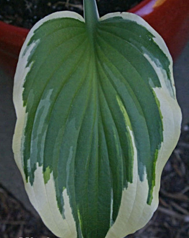 Hosta 'Miss Mitzi' Courtesy of Robert Schroeder