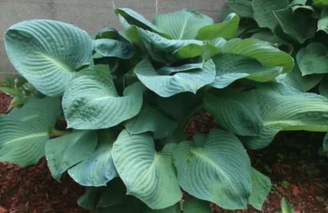 'Mississippi Delta' Hosta