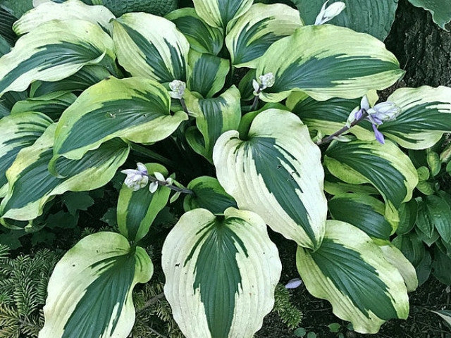 'Monkey Business' Hosta Courtesy of the Hosta Library