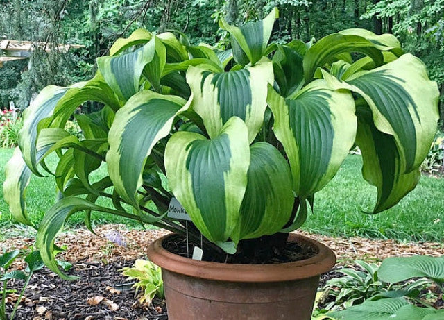 'Monkey Business' Hosta Courtesy of the Hosta Library
