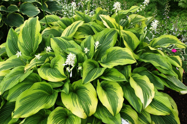 montana 'Aureomarginata' Hosta From NH Hostas