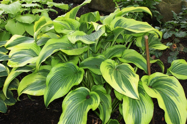 montana 'Aureomarginata' Hosta From NH Hostas