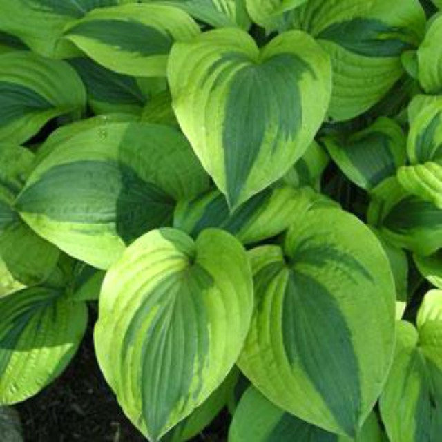 Hosta 'Moon Split'