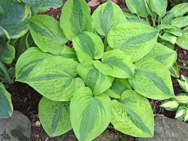 Hosta 'Moon Split' Courtesy of Vanessa Chaborek and the Hosta Library