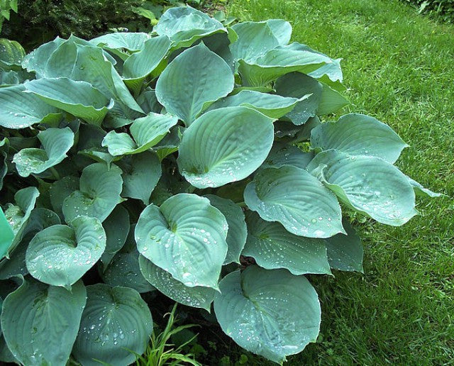 'Moonlight Sonata' Hosta Courtesy of Carol Brashear