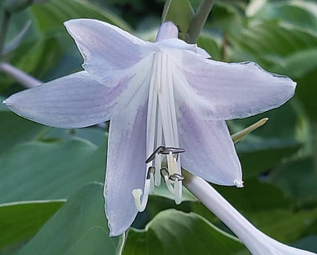 'Moonlight Sonata' Flower Courtesy of The Hosta Library