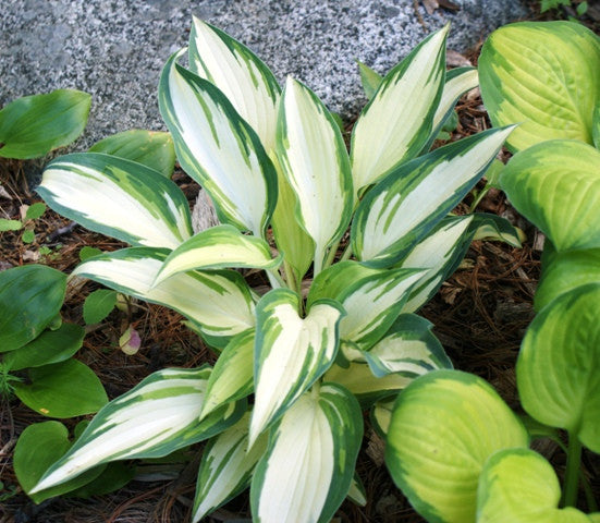 'Moonstruck' Hosta From NH Hosta