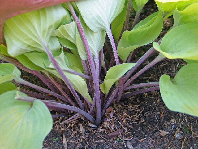 Hosta 'Morning Call' Courtesy of Don Dean