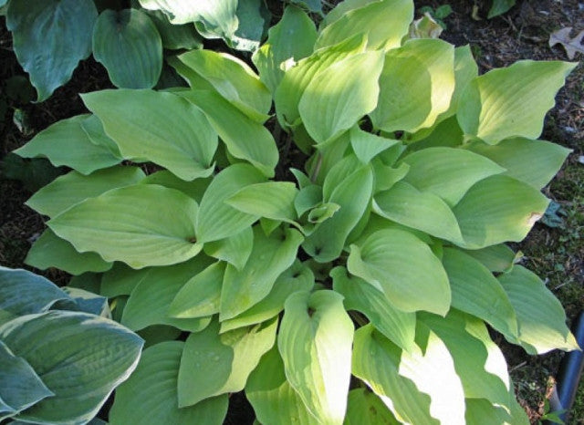 Hosta 'Morning Call' Courtesy of Don Dean