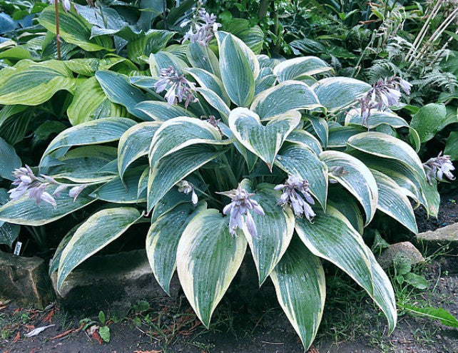 'Mourning Dove' Hosta Courtesy of Naylor Creek