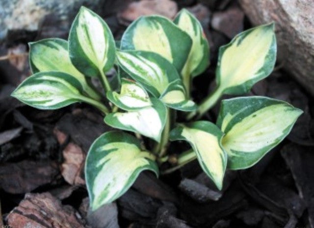 'Mouse Trap' Hosta Courtesy of Shady Oaks Nursery