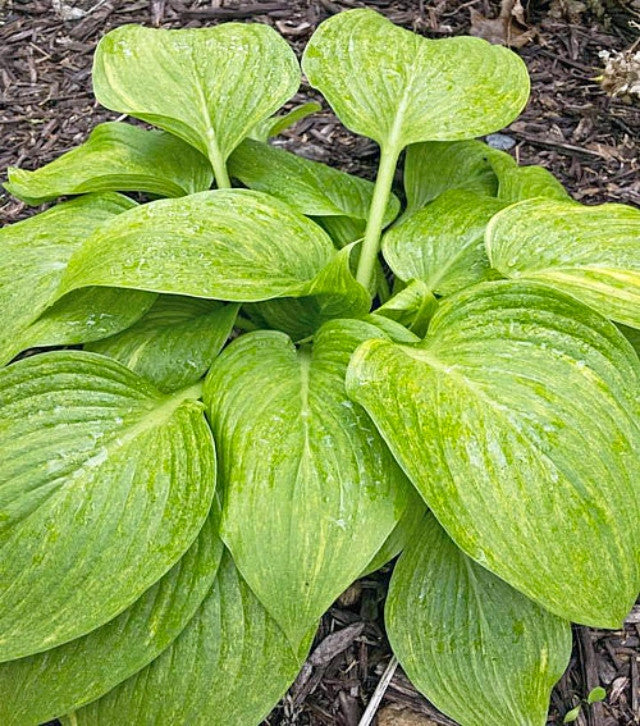 Hosta 'Mr. Mister' Courtesy of Luke Schmidt and the Hosta Library