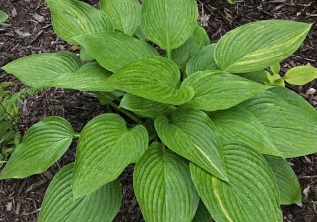 Hosta 'Mr. Mister' Courtesy of Luke Schmidt