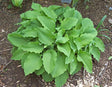 Hosta 'Mrs Minky' Courtesy of the Hosta Library