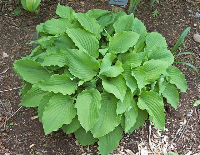 Hosta 'Mrs Minky' Courtesy of the Hosta Library