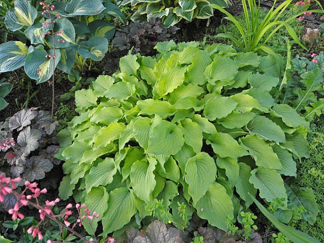 Hosta 'Mrs Minky' Courtesy of the Hosta Library