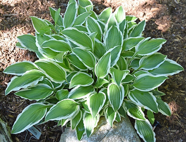 Hosta 'Muffie' Courtesy of the Hosta Library