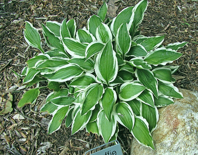 Hosta 'Muffie' Courtesy of the Hosta Library